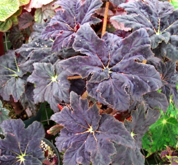 B. ‘Black Taffeta’